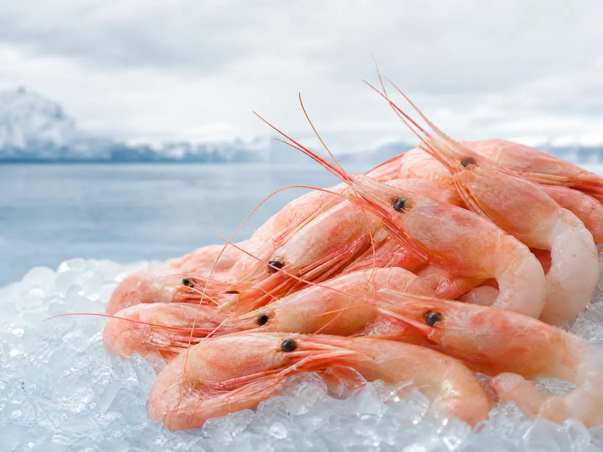Prawns, King Crab & Lobster